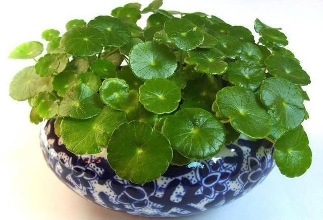  【枯叶】铜钱草枯叶烂根，越养盆里草越少，这3点你都做到了吗？