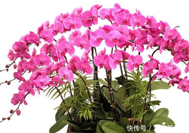  『花草』4种不能乱喷水的花草，搞不好会烂茎枯死，一次就能烂叶烂根