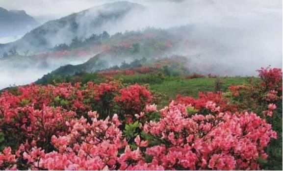  【花中】中国10大名花，哪个是你的最爱？