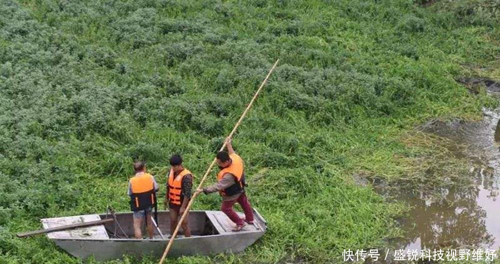  [我国]作为饲料引入我国，曾被当成救荒野菜食用，如今却成农村