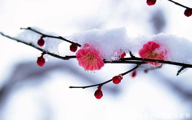 『浪漫』十二个月,十二种花,中国传统花朝节是如此的浪漫美好!