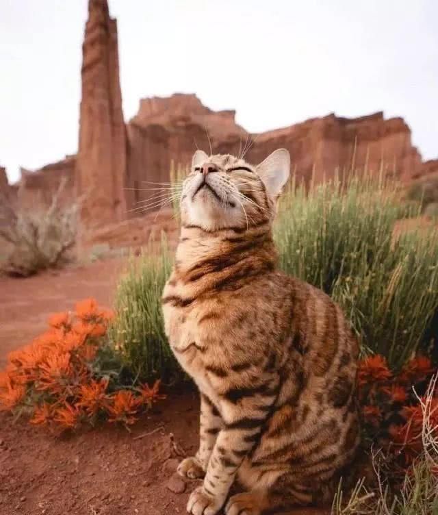 这只猫很喜欢旅游，每次跟着主人旅行都会很兴奋，沉浸在大自然中