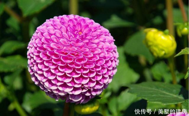 『家里』适合家养的3种花,好养易活开花漂亮,家里养一盆,夏天也能赏花
