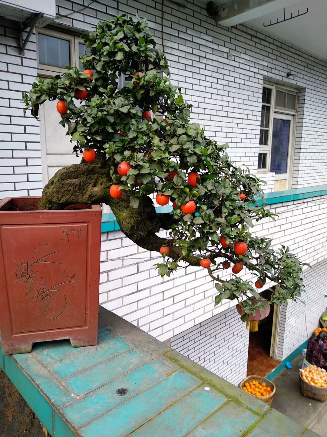 金弹子树桩盆景很有欣赏性，有的的确很美丽!