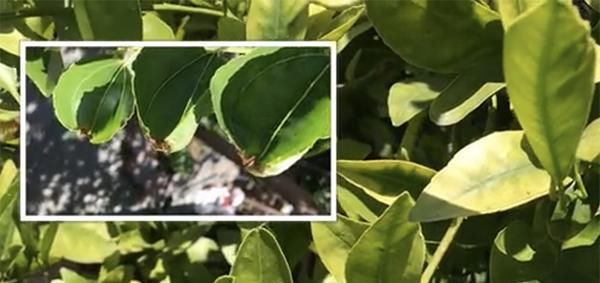  『微量元素』给花卉绿植用了复合肥，为什么叶子还是慢慢变黄了？