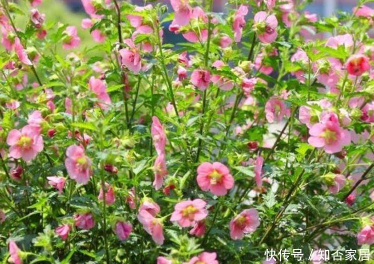 #柔美#最适合养阳台的四款花卉,好养易打理,花色柔美,花朵烂漫迷人
