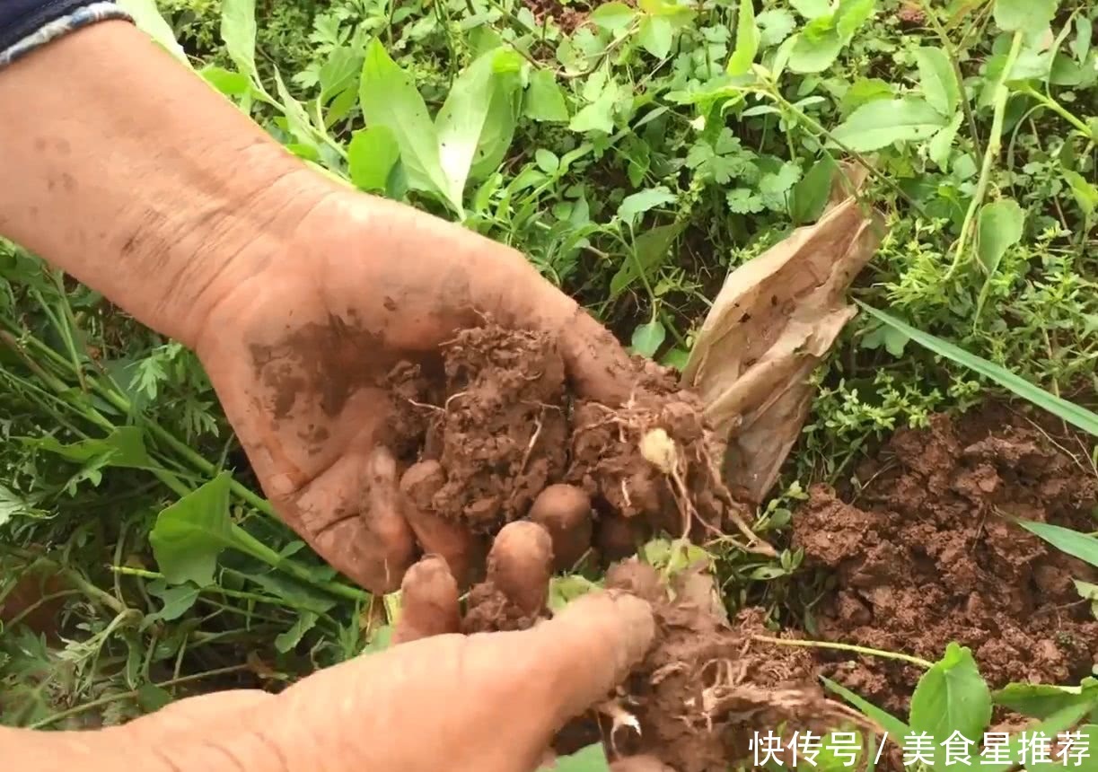 农村大妈田坎边挖野货，挖到一颗大的好开心，市场1斤几十块钱