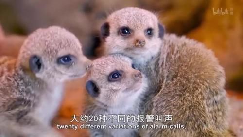 「小豹猫」啊啊啊不行了我被这部「猛男必看」萌化了
