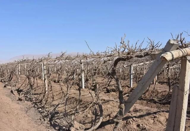  『热火朝天』四月，吐鲁番一片热火朝天
