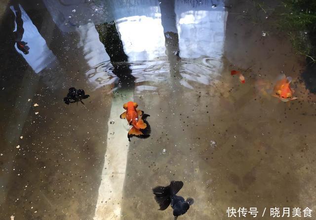  「懒人」无过滤饲养金鱼需要天天换水吗？这可真不一定，懒人有懒办法