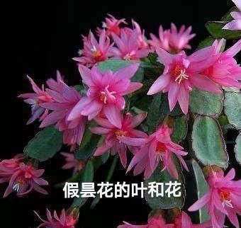  假昙花的花■如何区别蟹爪兰，假昙花和叶仙这三种绿植盆栽？