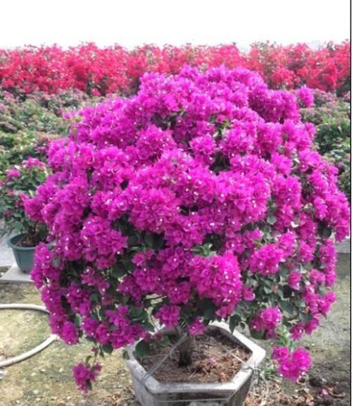  「妖娆」喜欢养护花卉，就可以养护“妖娆多姿”的花卉，开花容易爆盆，美