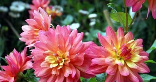  「光照」喜欢在家中养护花卉，就选择5种花卉，花色艳丽，花期长，非常美