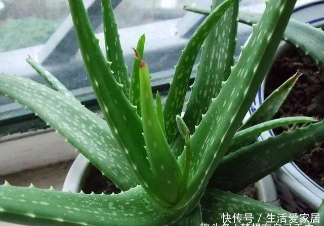 #叶片#卧室养“3种花”,空气清新、睡眠好,枝叶翠绿、观赏性高,真值