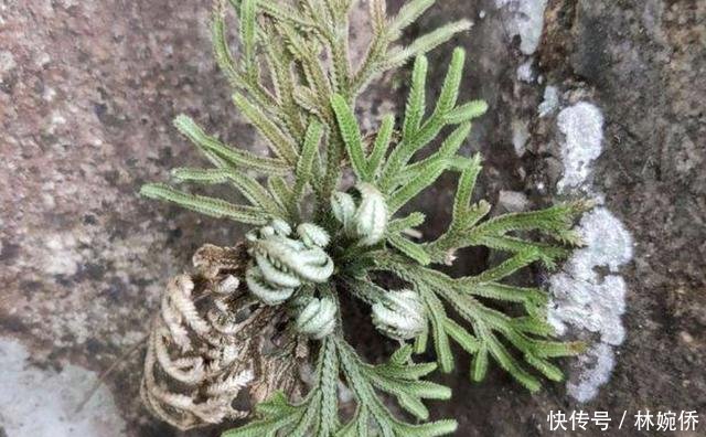  『种植物』石缝里的“还魂草”，也被称为“卷柏”，看着像枯草，却珍贵！