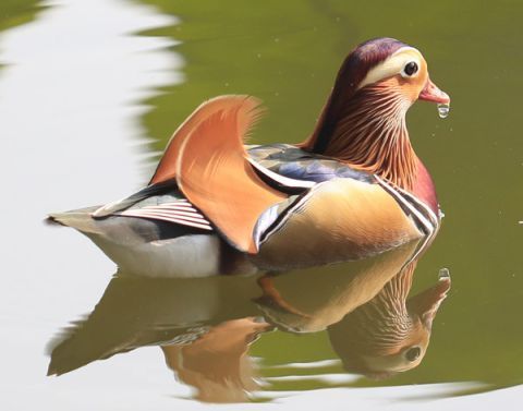 鸳鸯戏水成颐和园西堤一景