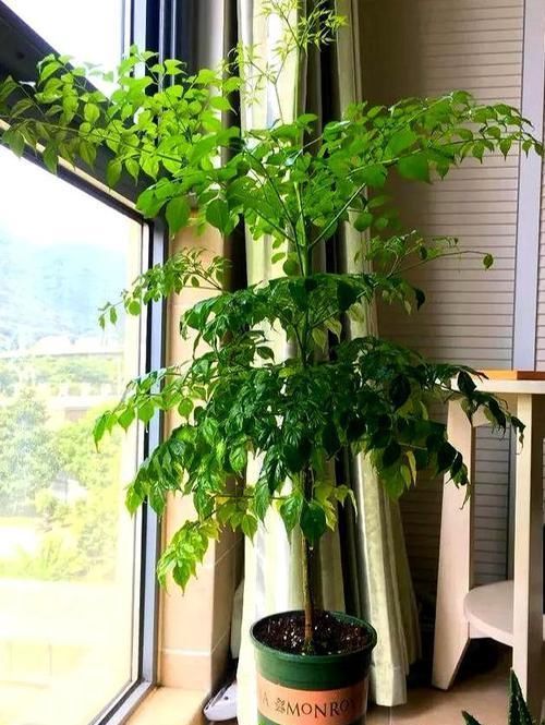  『家里』这4种花的正确摆放位置，摆对了旺家运，老师傅建议这么摆放