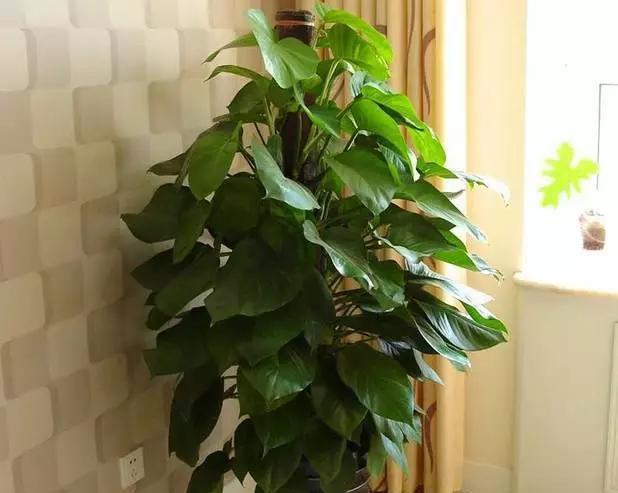  #花友#绿萝虽然很平常，打扮一下也能很惊艳！做一做造型，好看不少哦！