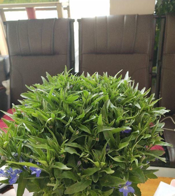  「春天」春天最爱爆盆的花是什么？六倍利少不了，爆得淌出盆外！
