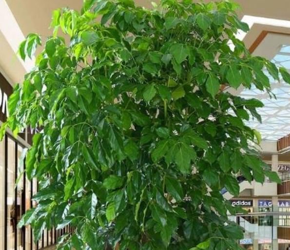  『随便』“3种花”不要随便送人，招财又旺运，养家里，一整年都有好运气