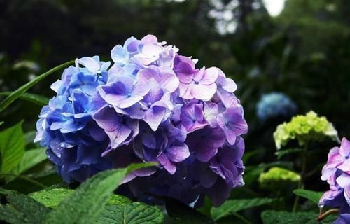  『人体出现』绣球花有毒吗？家里能不能养绣球花，注意别误食