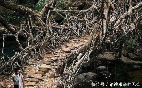 印度一桥梁用树种出来,存在500多年却越来越牢固,桥身就是树