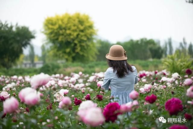  「同赏」母亲节，送花不如赏花，伴母同赏芍药花