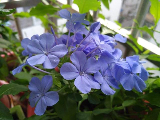  「很快」封闭阳台养这4种花，很快变成花海，现在养刚刚好