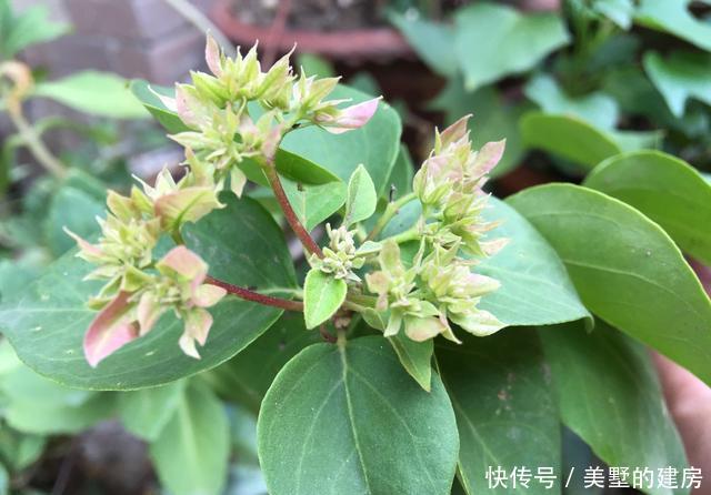  『花芽』三角梅芽点和花苞怎么区分？看这“2点”就知道了，秋季开花超多