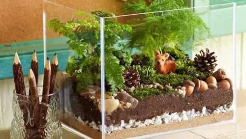  植物有哪些@养花多年的经验总结，爱花需要正确的养护知识