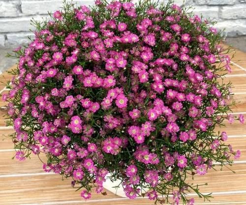 【春天】春天已到,这几款花卉养在家里,一年都繁花似锦,看一眼就心醉