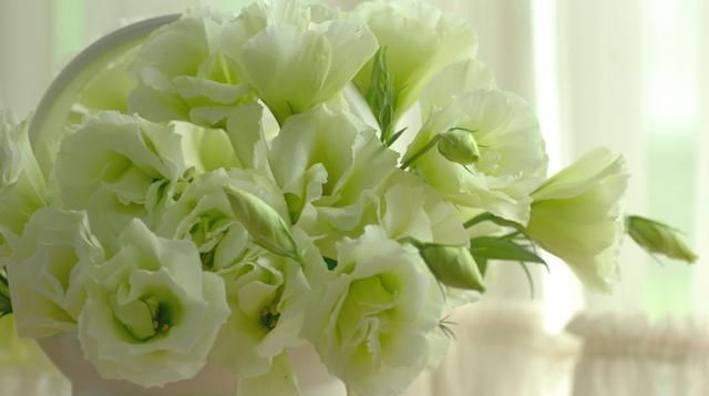  『寓意』3种花适合夏天养，开花爆盆非常容易，四季开花不断，寓意非常好