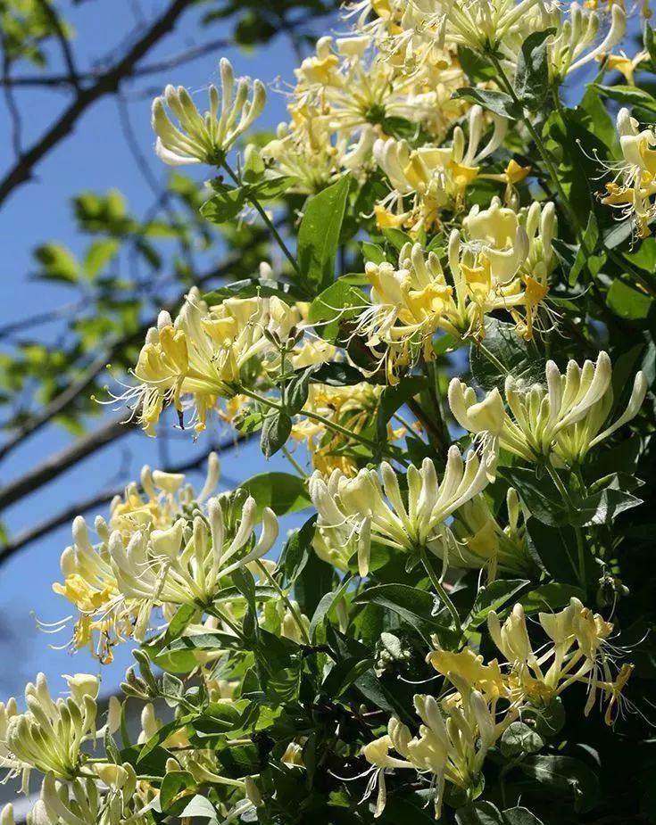  『开花时』她在院子里养了1棵花,春天开花上千朵,花多浓香,开成一面花墙