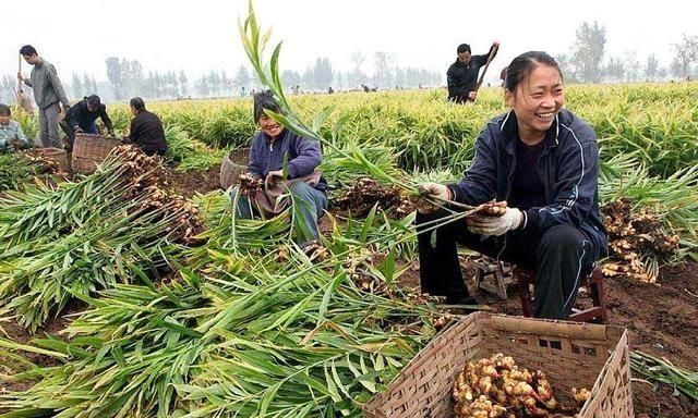  [蔬菜]农村一种野菜，以前是蔬菜，现在却被人拔掉没人要。