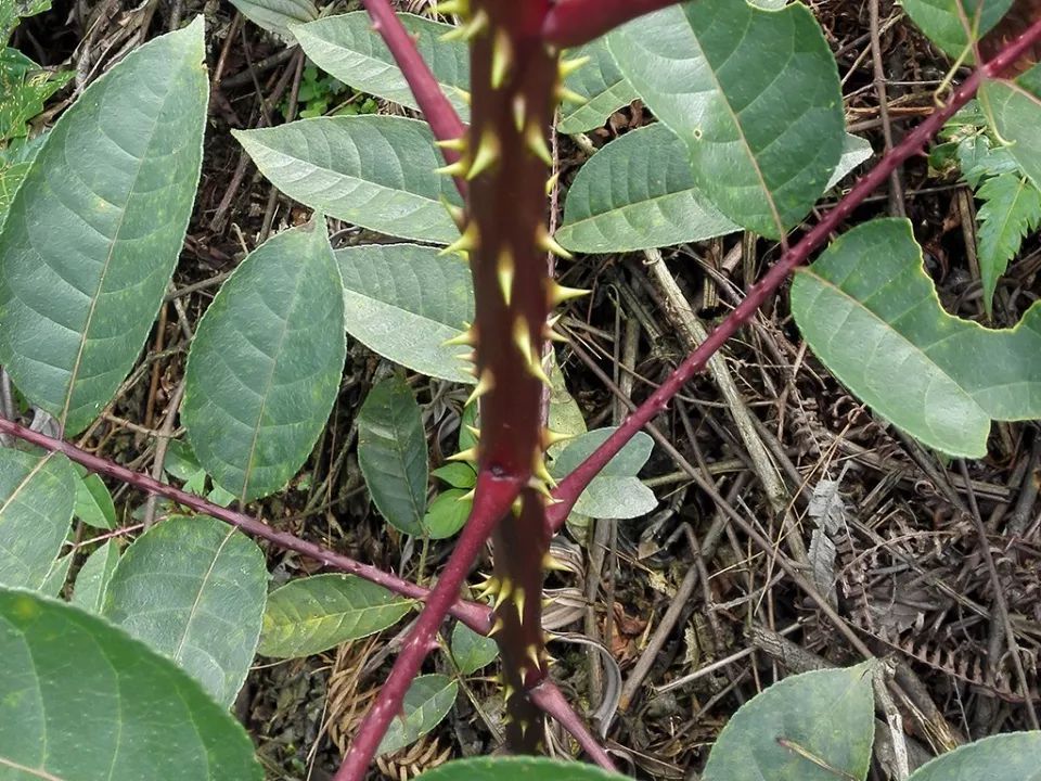 农村一种满身是刺的树，过去农民砍来当柴烧，如今却被大量种植