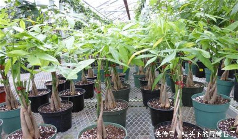  「有人」原产美洲，引入我国成“发财树”，有人大量种植，种子一斤2百元