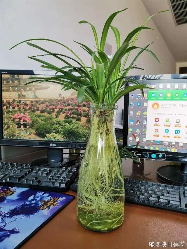  [萝卜]水里加点碳，根系壮得撑破盆，长出满盆萝卜根