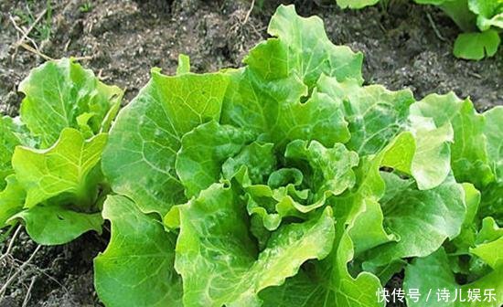  蔬菜：这3种“自种菜”发芽快，放在阳台正合适，想吃直接掐一把