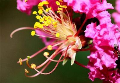  「植株」紫薇盆景怎么制作