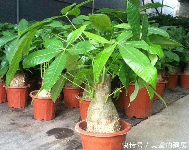  黄叶|不会养发财树，学会“几招”，不烂根，不黄叶，谁都能养好它