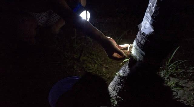  [野味]农村的这四种动物越来越少，为了赚钱都被抓绝了