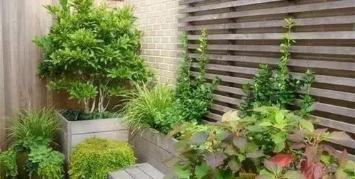  『就要』绿植就要, 既漂亮又伟岸, 满满的安全感, 镇宅守财!