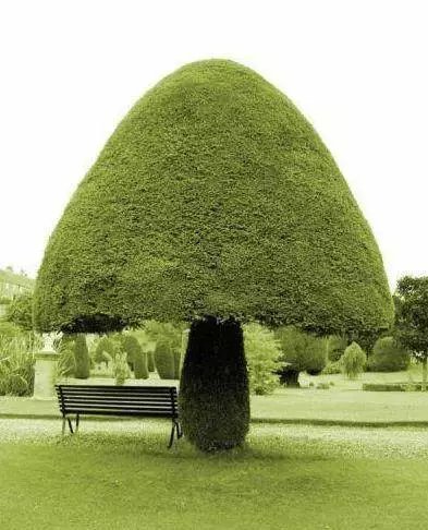 搞笑笑话:人家范冰冰就是毁三次容,也比你整完