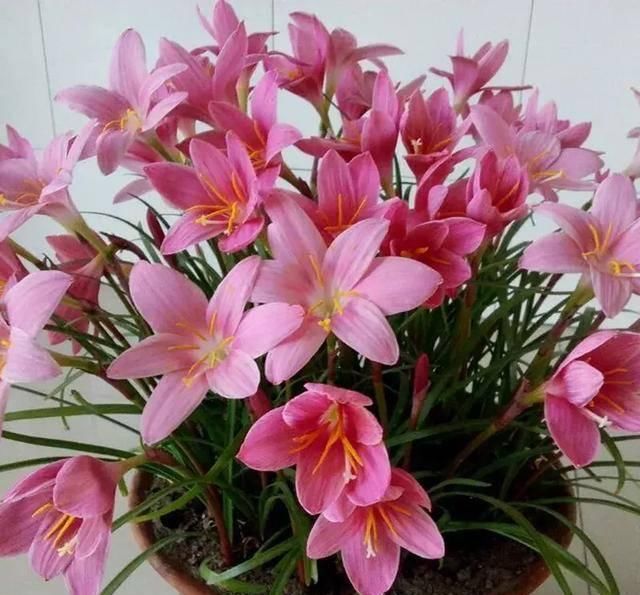  『开花』植物还能预报天气？自然界的神奇花卉植物！