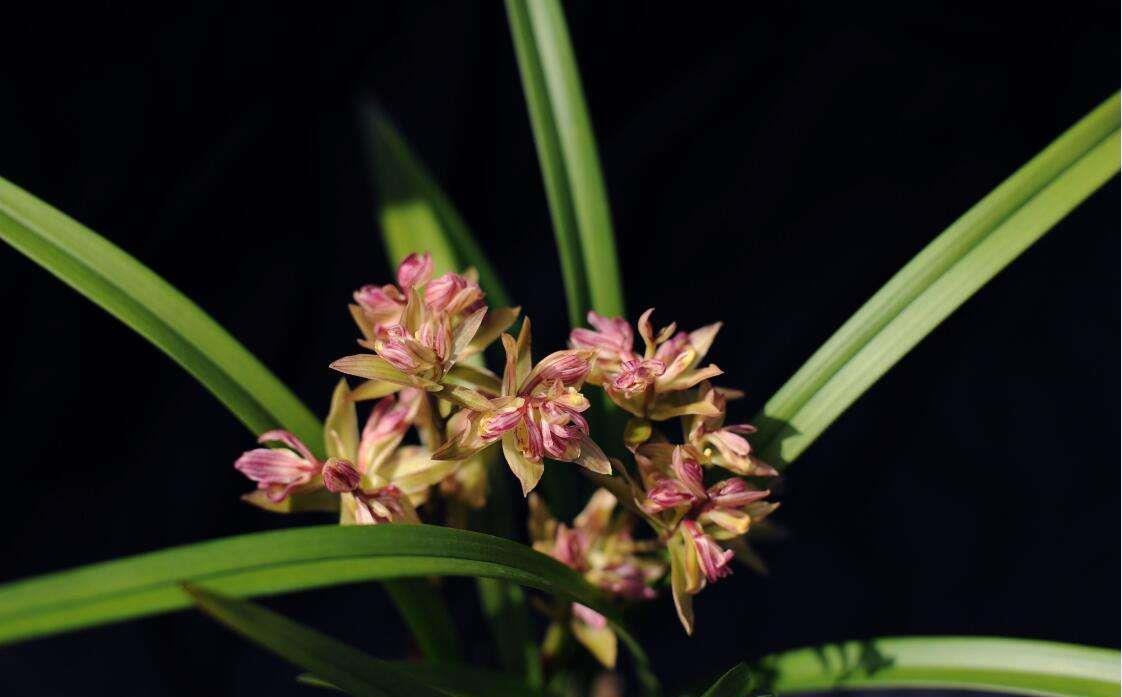『秀丽』此花是兰花的魁首,清香秀丽造型独特,曾价值千金,现走入千家万