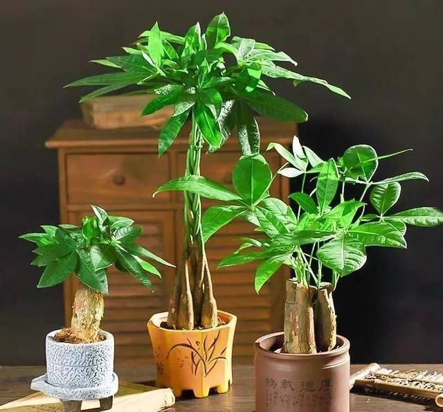  反而■5种花要“穷养”，小花盆，少浇水，反而越长越好
