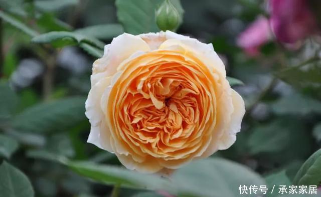  保活：养花小技巧：养花全靠1句话，100%保活！