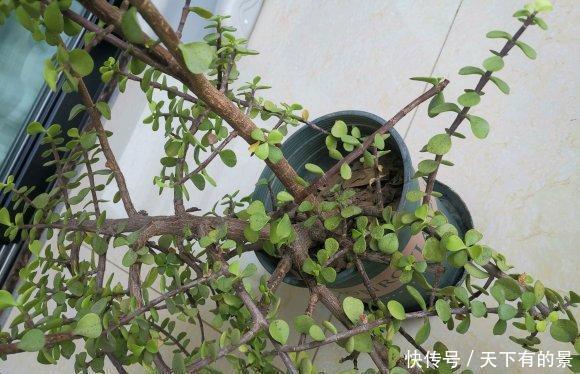  『顶端的叶子』买到药锦金枝玉叶，先把花切掉，换上新花土，1个月恢复健康