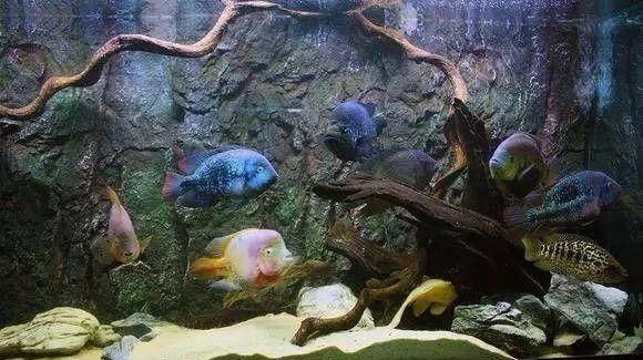  #水族市场上#美洲慈鲷之美，您细品