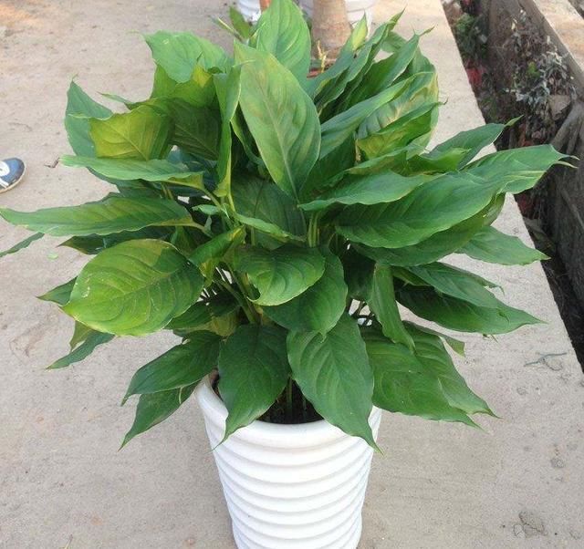  「家里」这几种植物超级耐阴，家里光线不好就养它